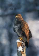 Bild vom Bussard