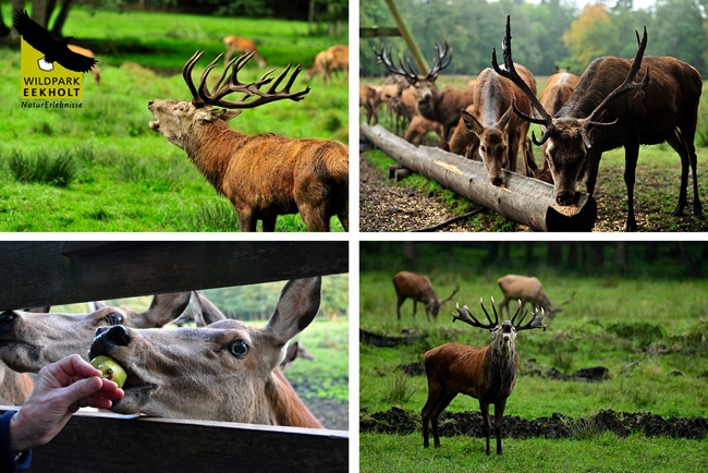 Rotwildbrunft im Wildpark Eekholt!